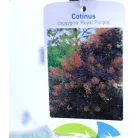 Bíbor cserszömörce Cotinus coggygria Royal Purple C3