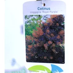 Bíbor cserszömörce Cotinus coggygria Royal Purple C3