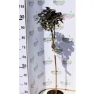 Bíbor cserszömörce Cotinus coggygria Royal Purple C3