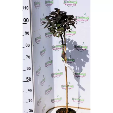 Bíbor cserszömörce Cotinus coggygria Royal Purple C3