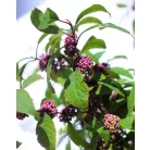 Kínai lilabogyó Callicarpa bodinieri Autumn Glory C7.5Tm 90 cm