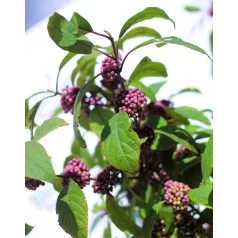   Kínai lilabogyó Callicarpa bodinieri Autumn Glory C7.5Tm 90 cm