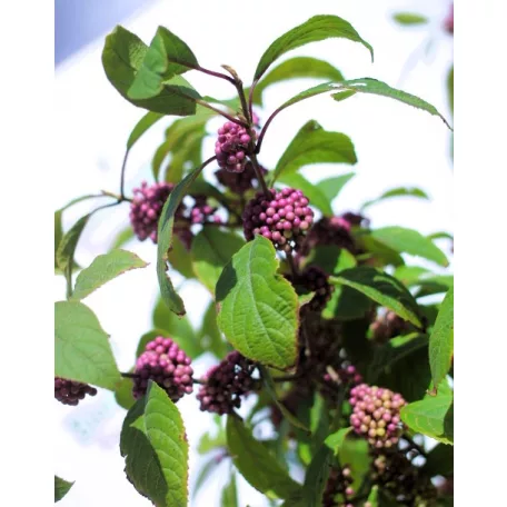 Kínai lilabogyó Callicarpa bodinieri Autumn Glory C7.5Tm 90 cm