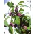 Kínai lilabogyó Callicarpa bodinieri Autumn Glory C7.5Tm 90 cm