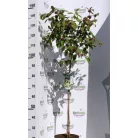 Kínai lilabogyó Callicarpa bodinieri Autumn Glory C7.5Tm 90 cm