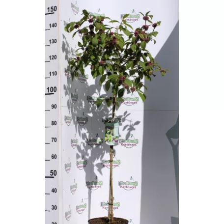 Kínai lilabogyó Callicarpa bodinieri Autumn Glory C7.5Tm 90 cm