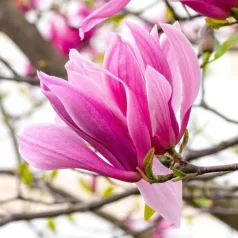 Rózsaszín virágú liliomfa Magnolia Galaxy C7.5 Tm 90 cm