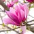 Rózsaszín virágú liliomfa Magnolia Galaxy C7.5 Tm 90 cm