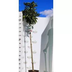 Nagyvirágú liliomfa Magnolia Susan C10 Tm 120 cm