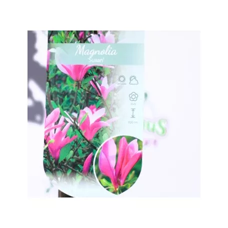 Nagyvirágú liliomfa Magnolia Susan C10 Tm 120 cm