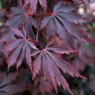 Japán juhar Acer palmatum Black Lace C3