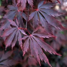 Japán juhar Acer palmatum Black Lace C3