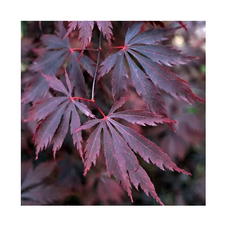 Japán juhar Acer palmatum Black Lace C3