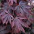 Japán juhar Acer palmatum Black Lace C3
