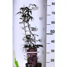 Japán juhar Acer palmatum Black Lace C3