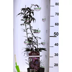 Japán juhar Acer palmatum Black Lace C3