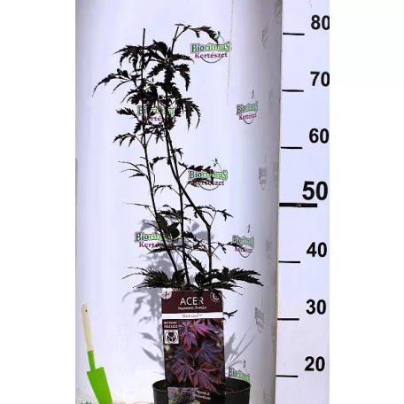 Japán juhar Acer palmatum Black Lace C3