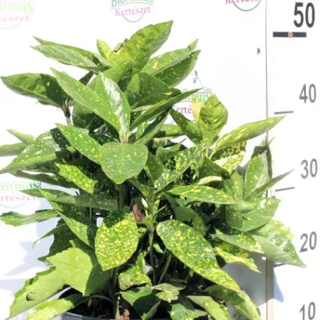 Tarka levelű japán babérsom Aucuba japonica Crotonifolia C5