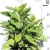 Tarka levelű japán babérsom Aucuba japonica Crotonifolia C5