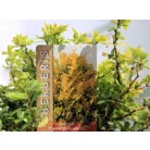 Törpe japán borbolya Berberis thunbergii Goldalita C2.5