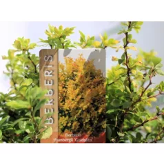Törpe japán borbolya Berberis thunbergii Goldalita C2.5