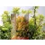 Törpe japán borbolya Berberis thunbergii Goldalita C2.5