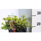 Törpe japán borbolya Berberis thunbergii Goldalita C2.5
