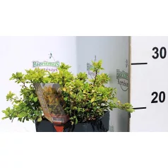 Törpe japán borbolya Berberis thunbergii Goldalita C2.5