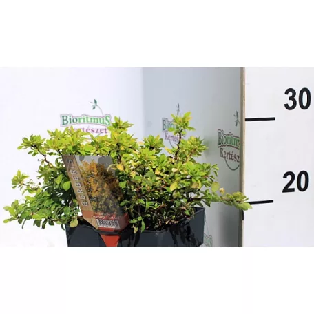 Törpe japán borbolya Berberis thunbergii Goldalita C2.5