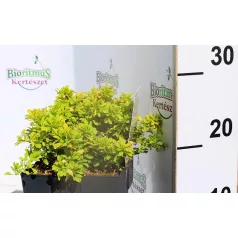 Törpe japán borbolya Berberis thunbergii Tiny Gold C2.5