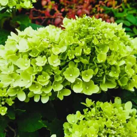 Fehér bugás hortenzia Hydrangea paniculata Little Lime C5