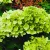Fehér bugás hortenzia Hydrangea paniculata Little Lime C5