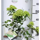 Fehér bugás hortenzia Hydrangea paniculata Little Lime C5