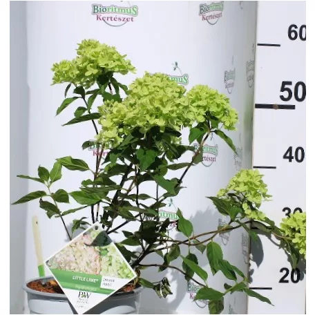 Fehér bugás hortenzia Hydrangea paniculata Little Lime C5