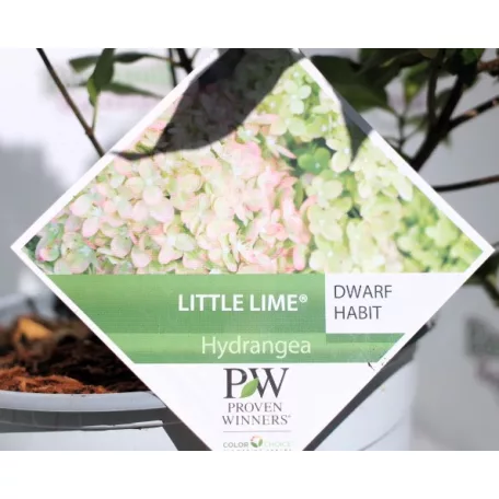 Fehér bugás hortenzia Hydrangea paniculata Little Lime C5