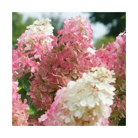 Bugás hortenzia Hydrangea paniculata Pinky Winky C5