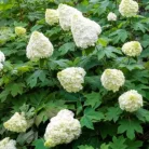 Tölgylevelű hortenzia Hydrangea quercifolia C2