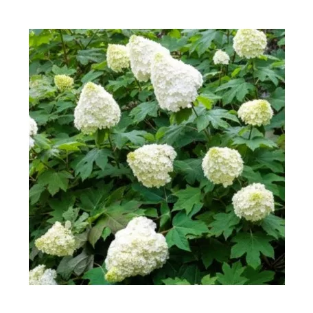Tölgylevelű hortenzia Hydrangea quercifolia C2