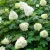 Tölgylevelű hortenzia Hydrangea quercifolia C2
