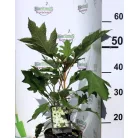 Tölgylevelű hortenzia Hydrangea quercifolia C2