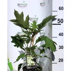 Tölgylevelű hortenzia Hydrangea quercifolia C2