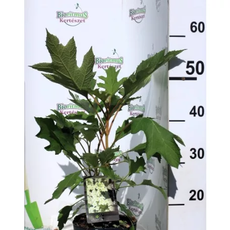 Tölgylevelű hortenzia Hydrangea quercifolia C2