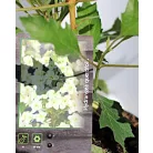 Tölgylevelű hortenzia Hydrangea quercifolia C2