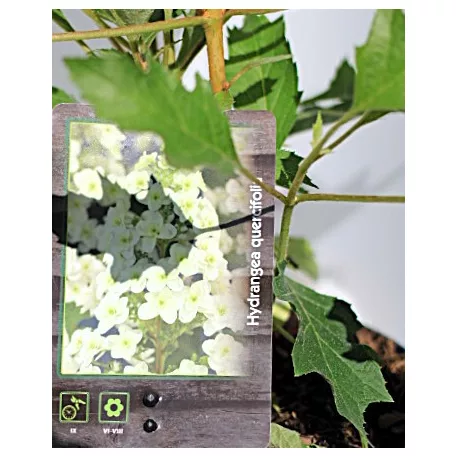 Tölgylevelű hortenzia Hydrangea quercifolia C2