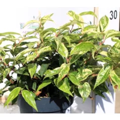 Fürtös hanga Leucothoe f. Rainbow P17