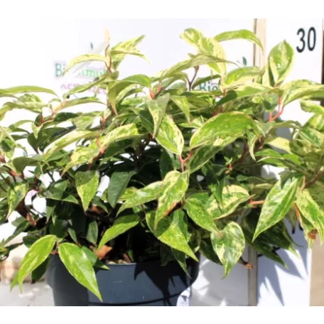 Fürtös hanga Leucothoe f. Rainbow P17