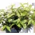 Fürtös hanga Leucothoe f. Rainbow P17