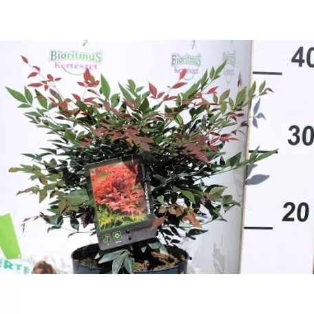Japán szentfa Nandina domestica Obsessed C2