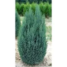 Oregoni hamisciprus Chamaecyparis lawsoniana Ellwoodii C2