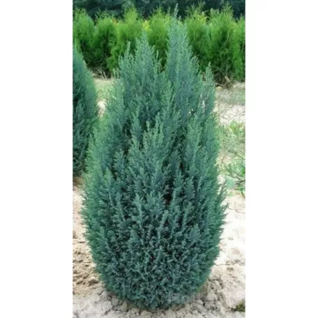 Oregoni hamisciprus Chamaecyparis lawsoniana Ellwoodii C2